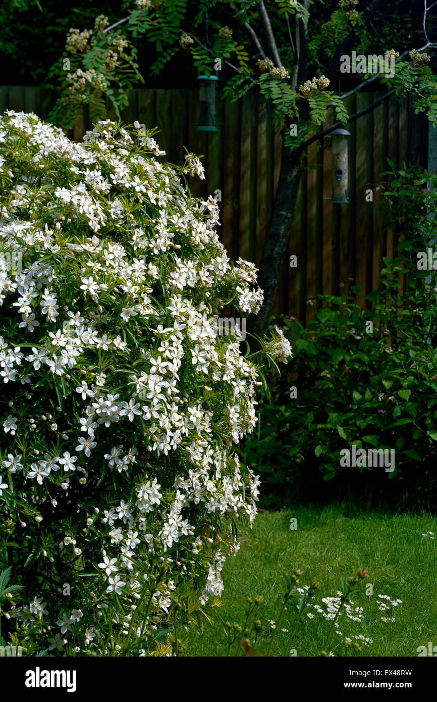 Choysia garden hi-res stock photography and images - Alamy