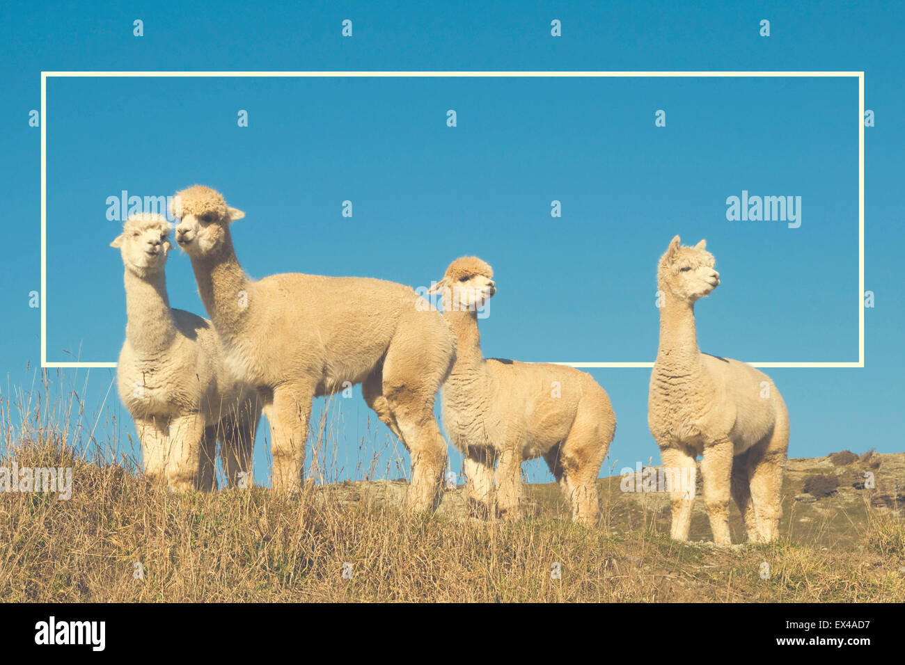 Alpaca Lama Shaggy Field Mountain Animals Concept Stock Photo - Alamy