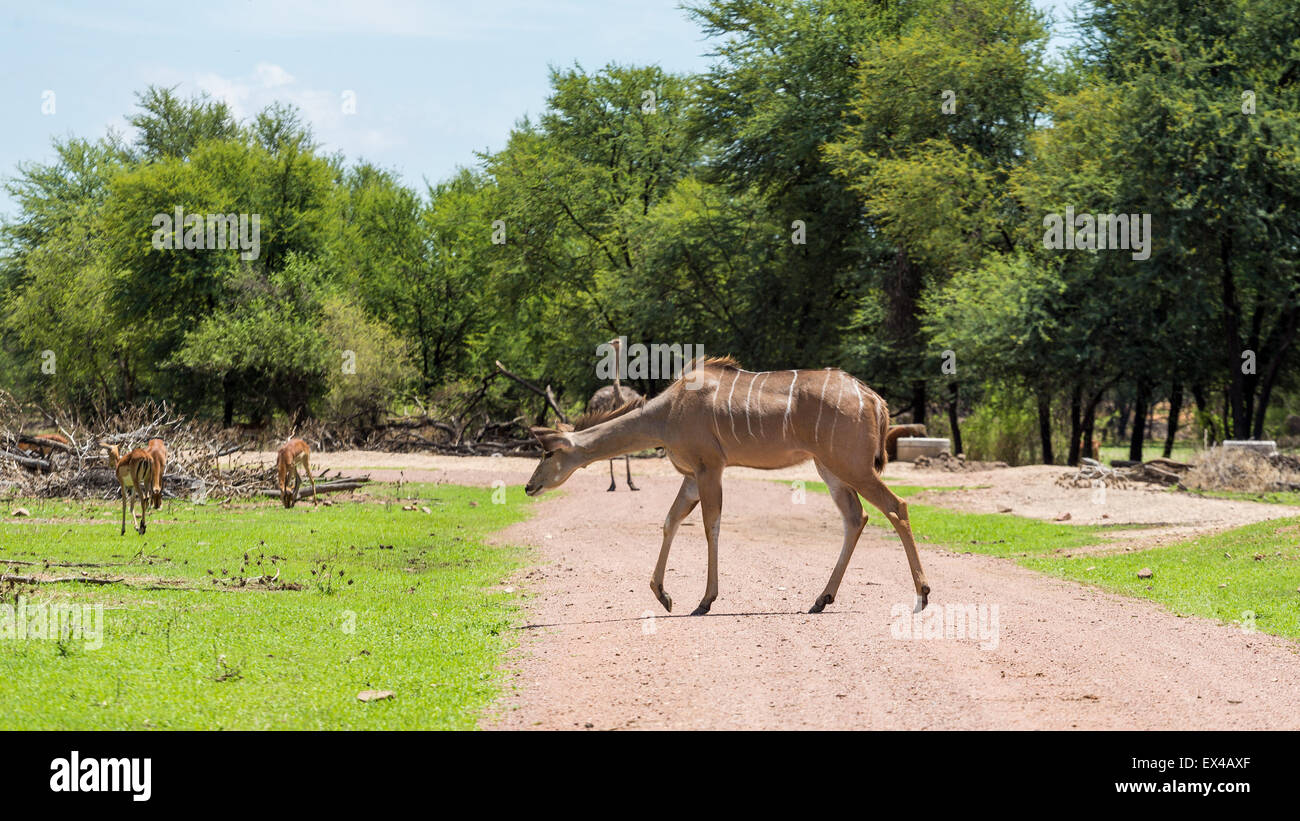 Kudu at the Gaborone Game Reserve in Gaborone, Botswana Stock Photo