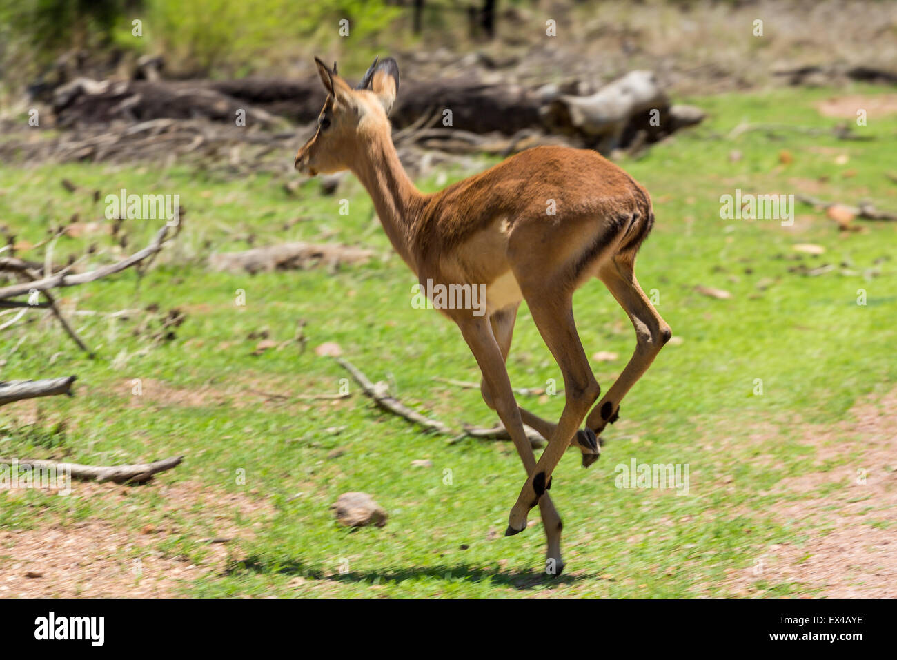 Impala at the Gaborone Game Reserve in Gaborone, Botswana Stock Photo