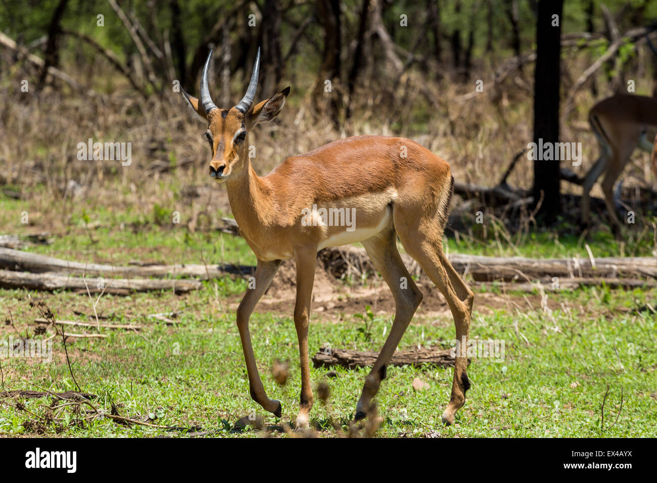 Impala at the Gaborone Game Reserve in Gaborone, Botswana Stock Photo