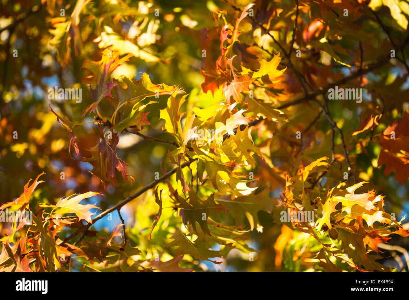 Maple leaves over the blue sky Stock Photo - Alamy