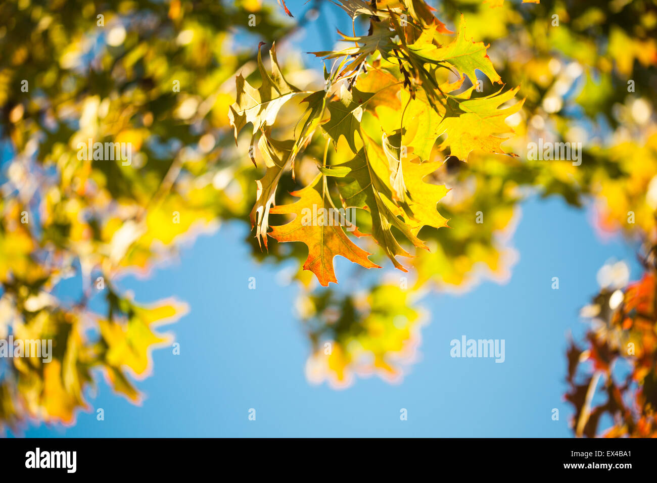 Maple leaves over the blue sky Stock Photo - Alamy
