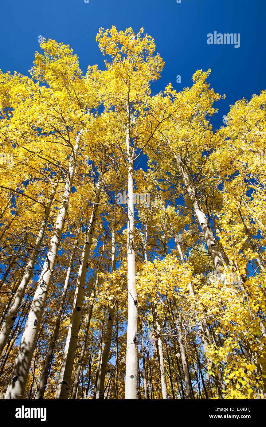 Aspen trees in Fall colors, Aspen Vista Trail, Santa Fe National Forest