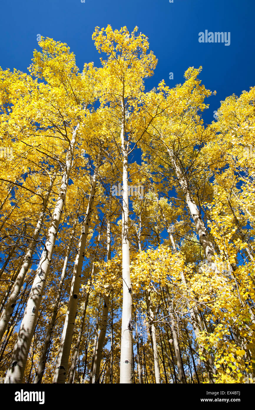 Aspen trees in Fall colors, Aspen Vista Trail, Santa Fe National Forest, New Mexico USA Stock Photo
