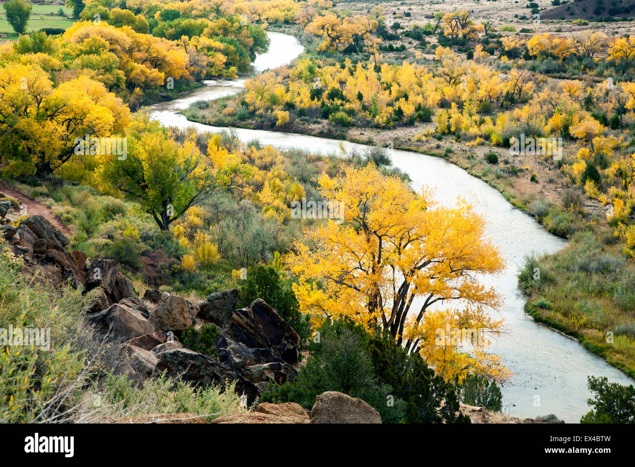 Chama River and cottonwoods in fall colors, Abiquiu, New Mexico USA Stock Photo