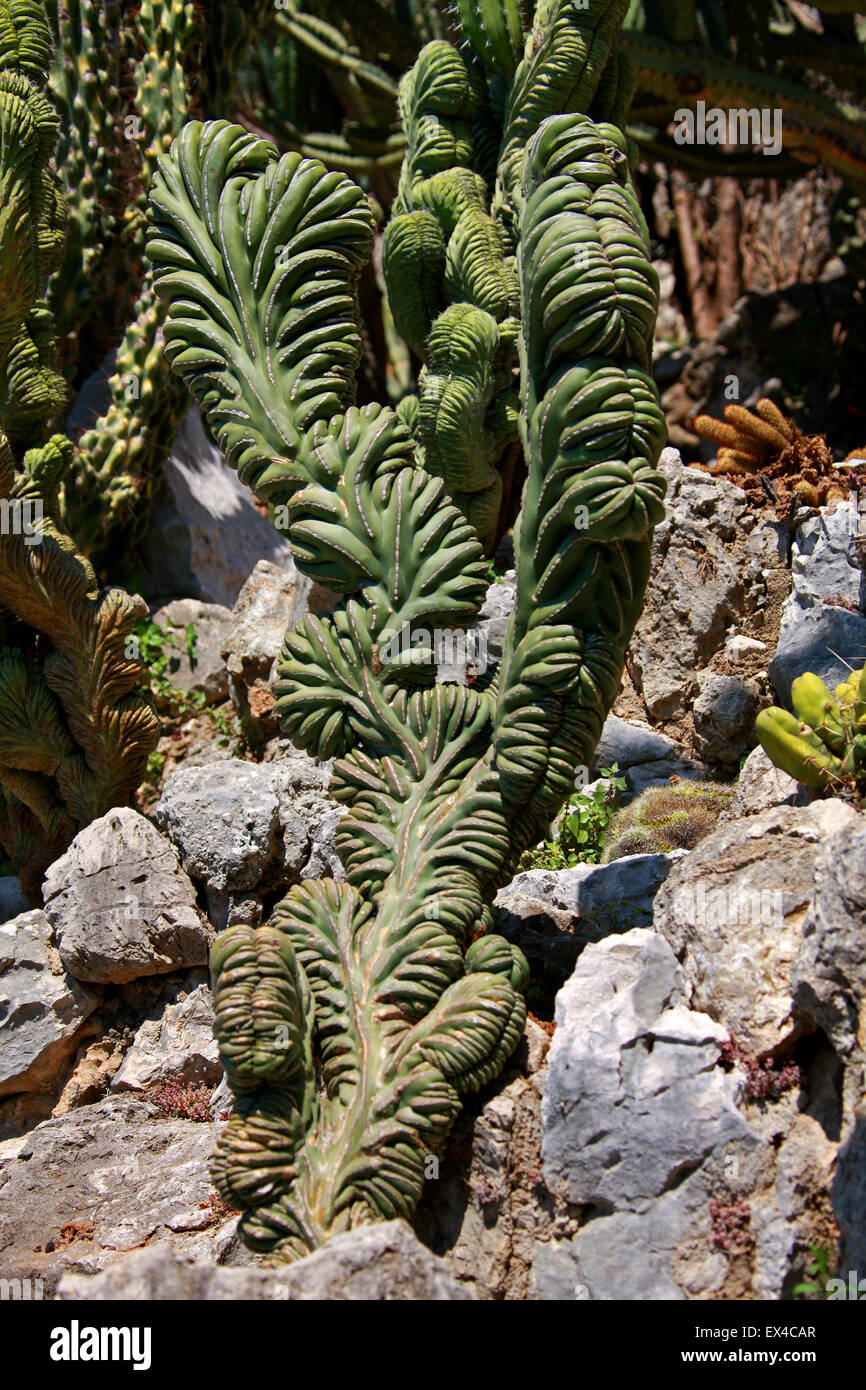 Cristate Cactus, Polaskia chichipe cristata, Cactaceae. Mexico. Monaco Botanical Gardens, Monaco. Stock Photo