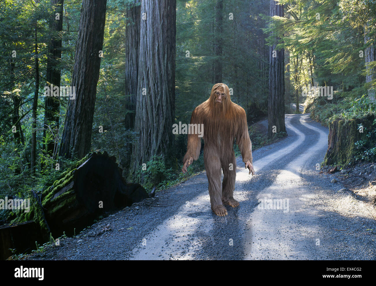 A Sasquatch, also known as Bigfoot, moves quietly along a forest road