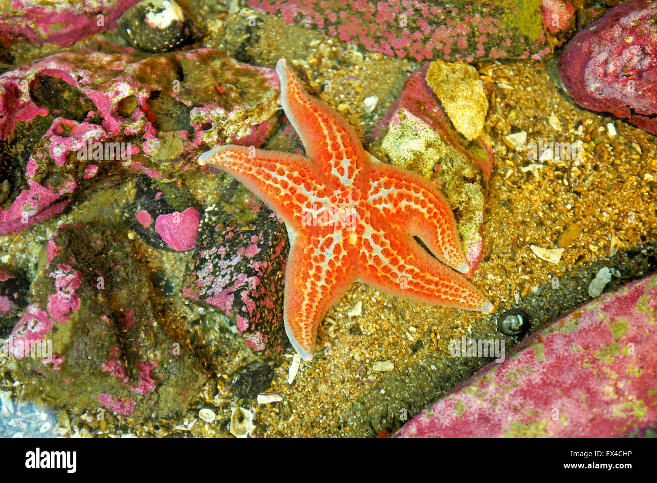 A seastar, or sunstar, in a shallow tidal pool along the pacific northwest coast near Newport, Oregon Stock Photo