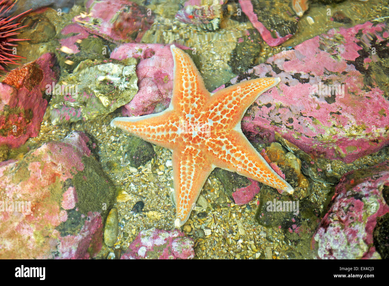 A beautiful orange sea star or sun star in the Pacific Ocean tidal pool near Newport, Oregon. They are dying from sea star wasti Stock Photo