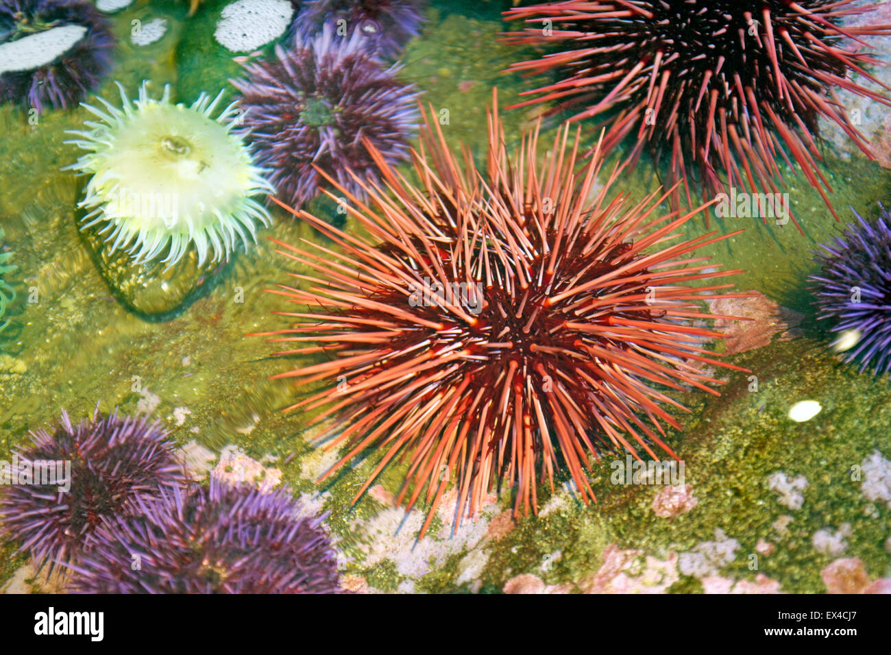 Sea urchins and sea anemones in a tidal pool along the Oregon Pacific Coast. Stock Photo