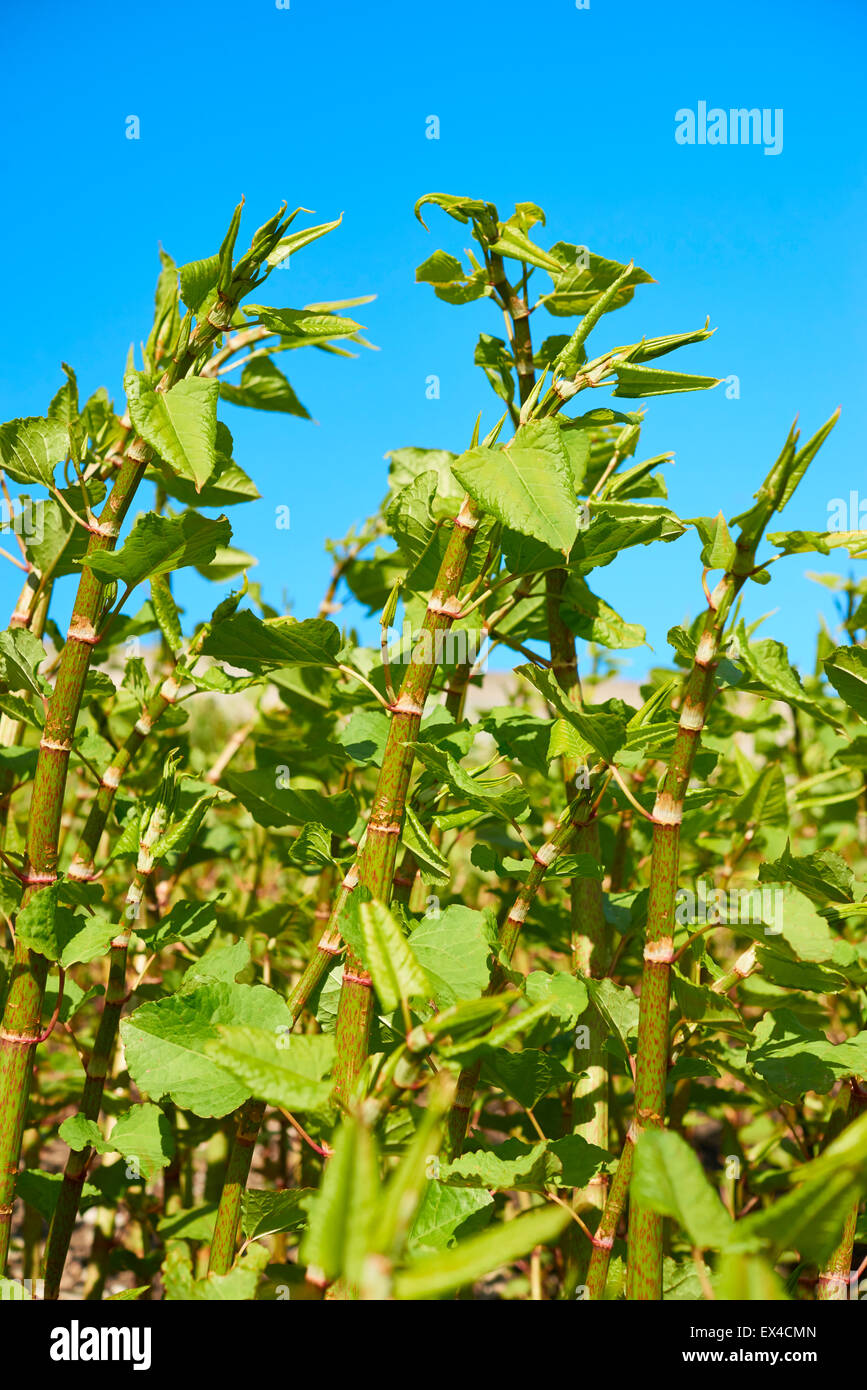 Polygonum Sachalinense growth Stock Photo Alamy