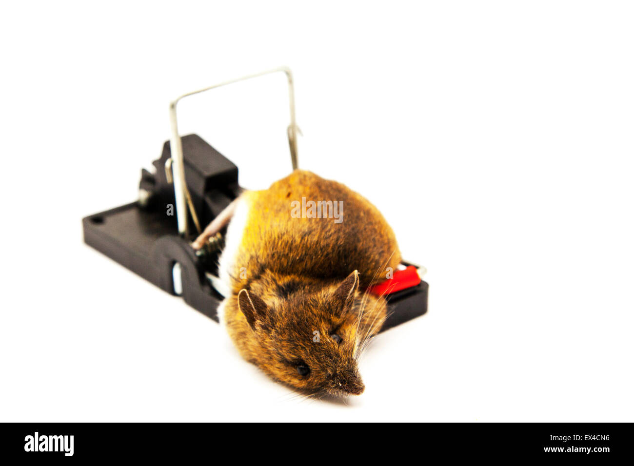 Mouse caught in mousetrap dead mice trapped killed snapped neck copy space copyspace white background Stock Photo