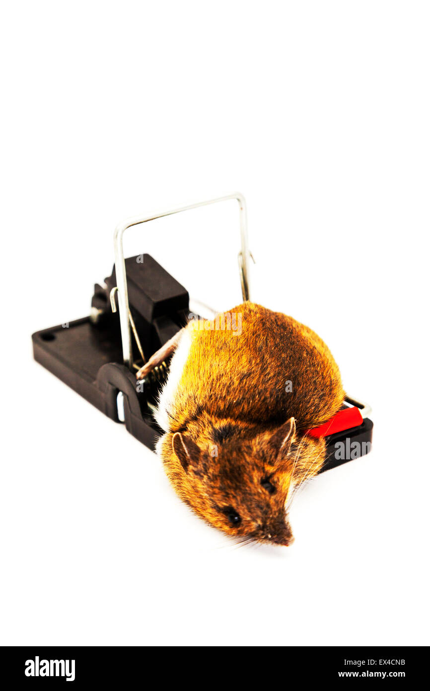 Mouse caught in mousetrap dead mice trapped killed snapped neck copy