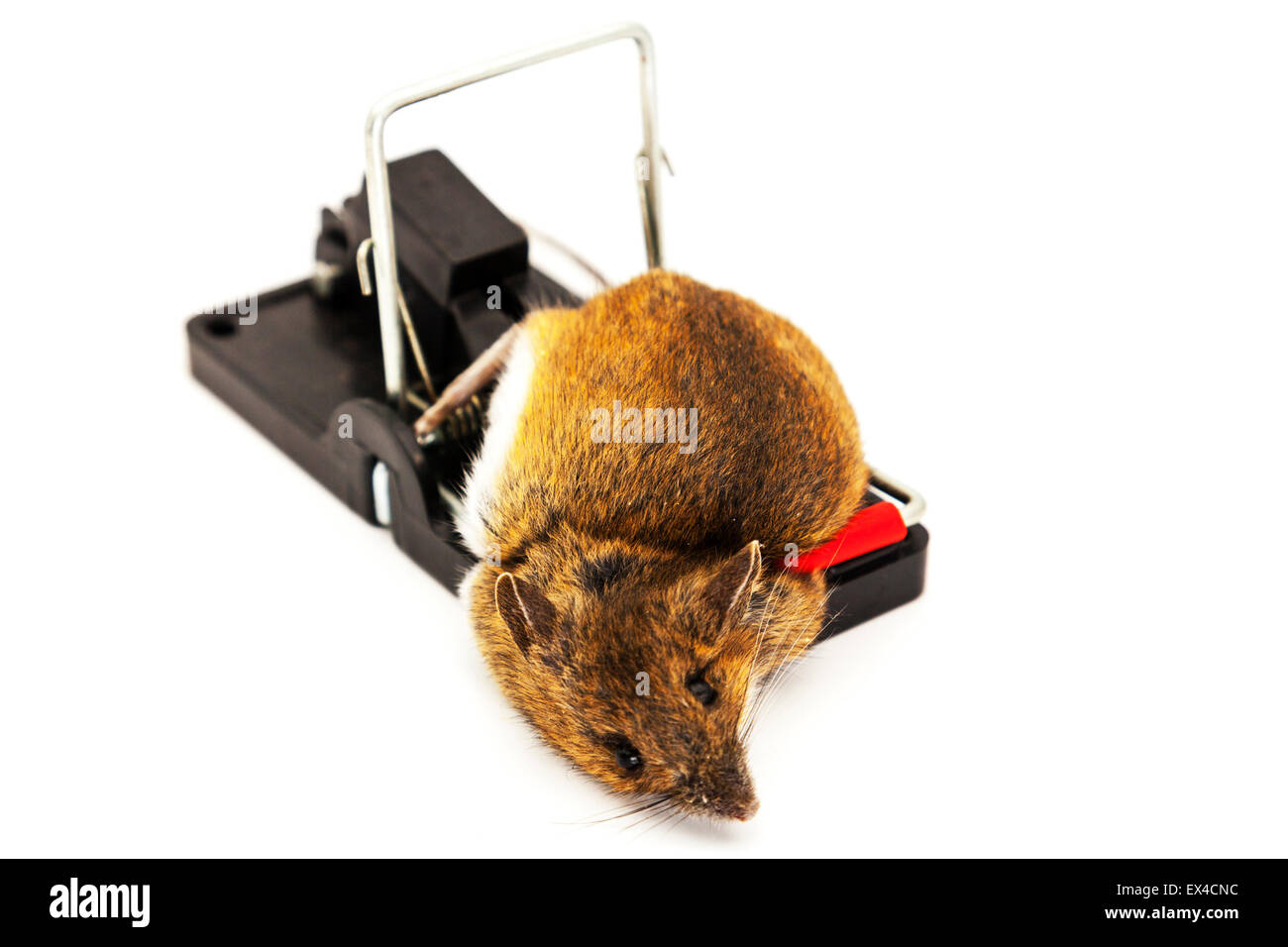 Mouse caught in mousetrap dead mice trapped killed snapped neck copy