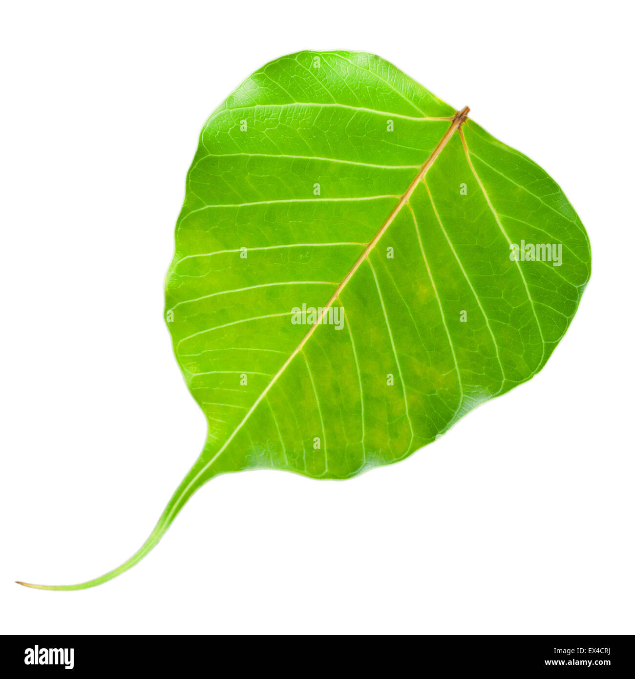 Green leaf heart, Isolated on white background, Clipping path Stock ...