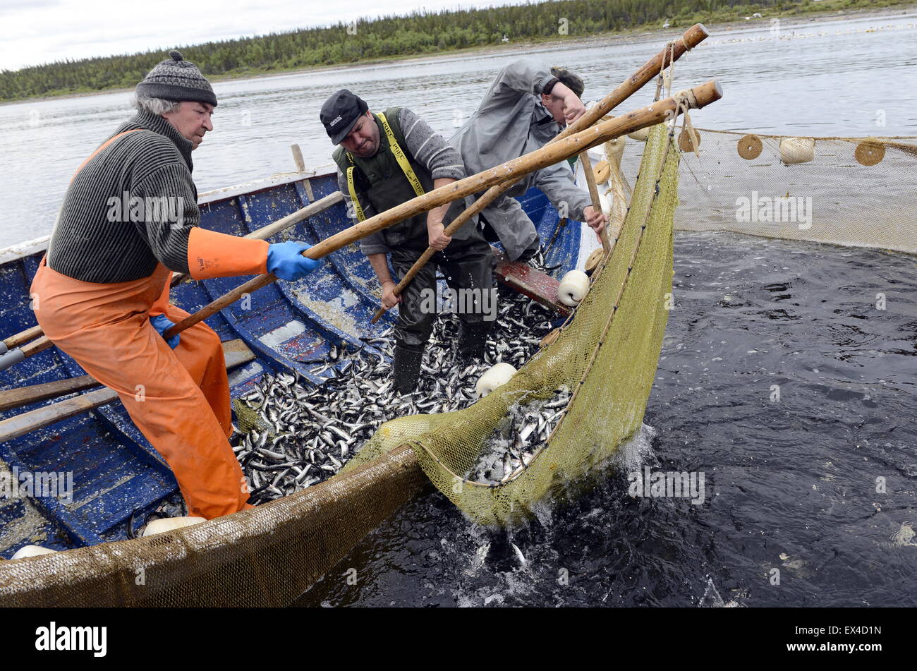 Murmansk Region Russia 22nd June 2015 Fishermen Catching Fish