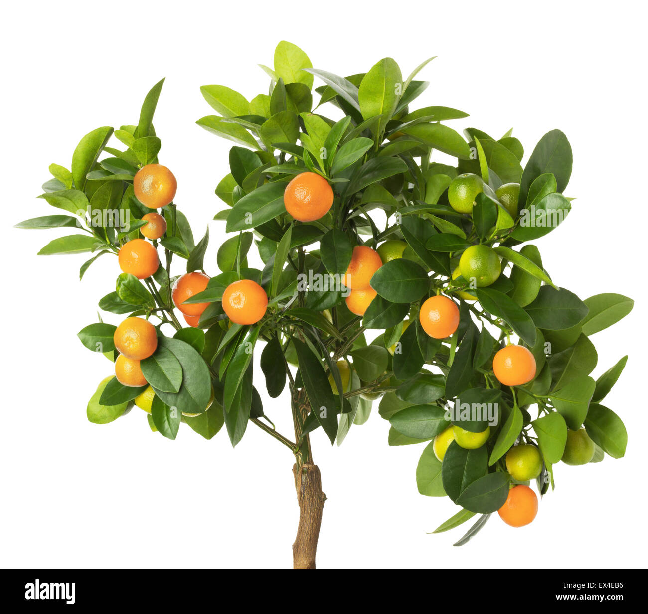 tangerine tree isolated on the white background. Stock Photo
