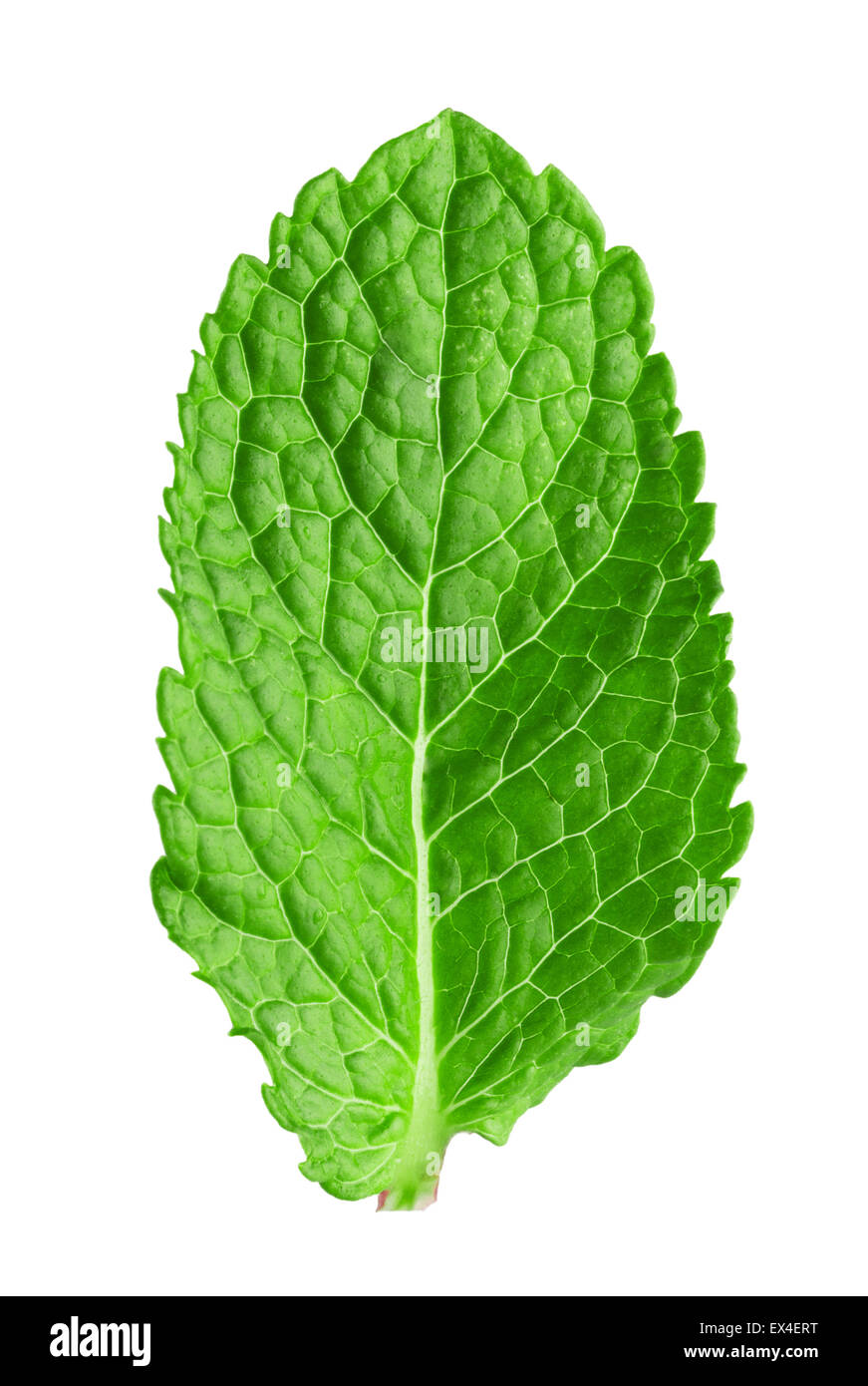 mint leaf isolated on the white background. Stock Photo
