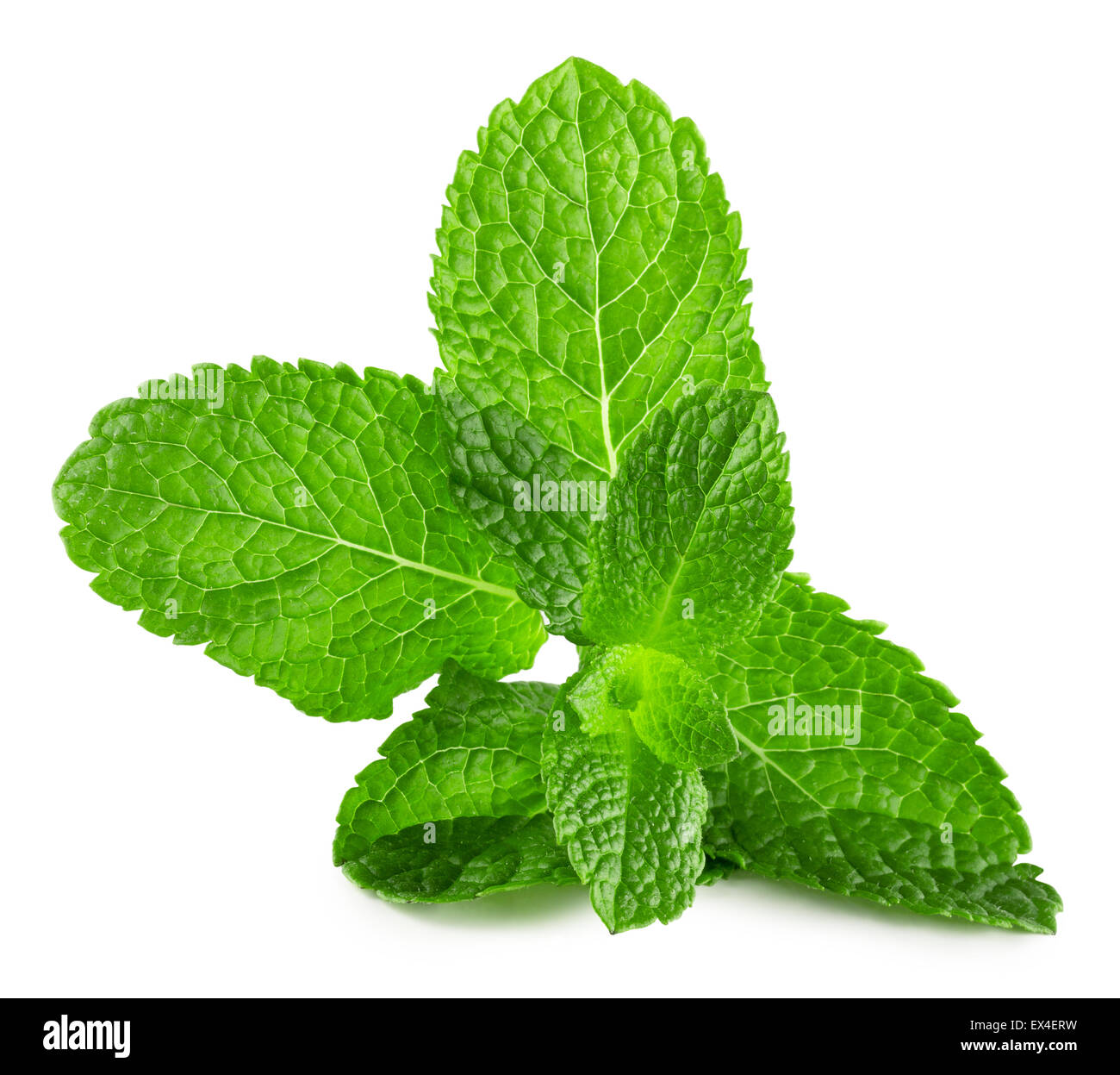 mint leaves isolated on the white background. Stock Photo
