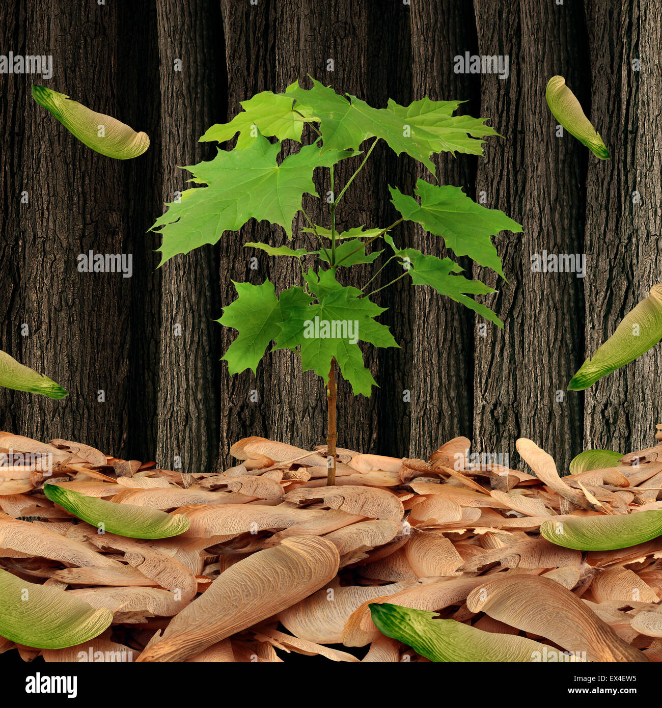 Seed concept as a group of maple leaf tree seeds on a forest floor with one individual sapling growing high as a business metaphor and life symbol for being successful competing against a large crowd. Stock Photo