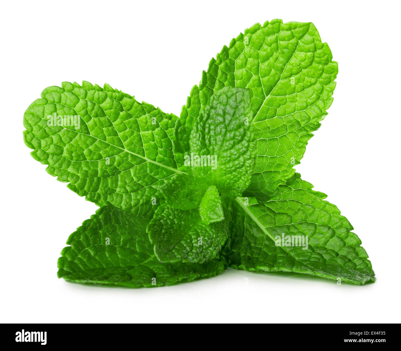 mint leaves isolated on the white background. Stock Photo