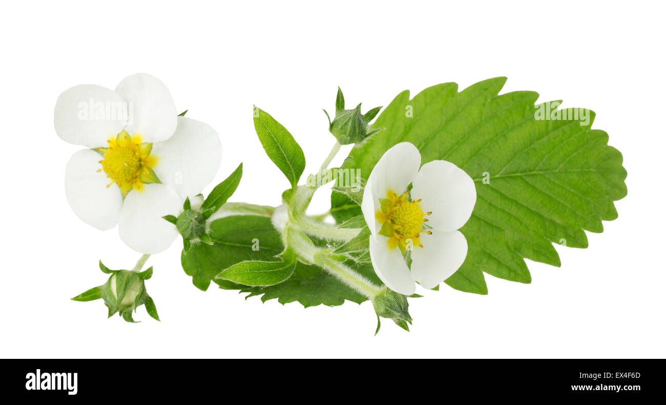 strawberry flowers and leaves isolated on the white background. Stock Photo