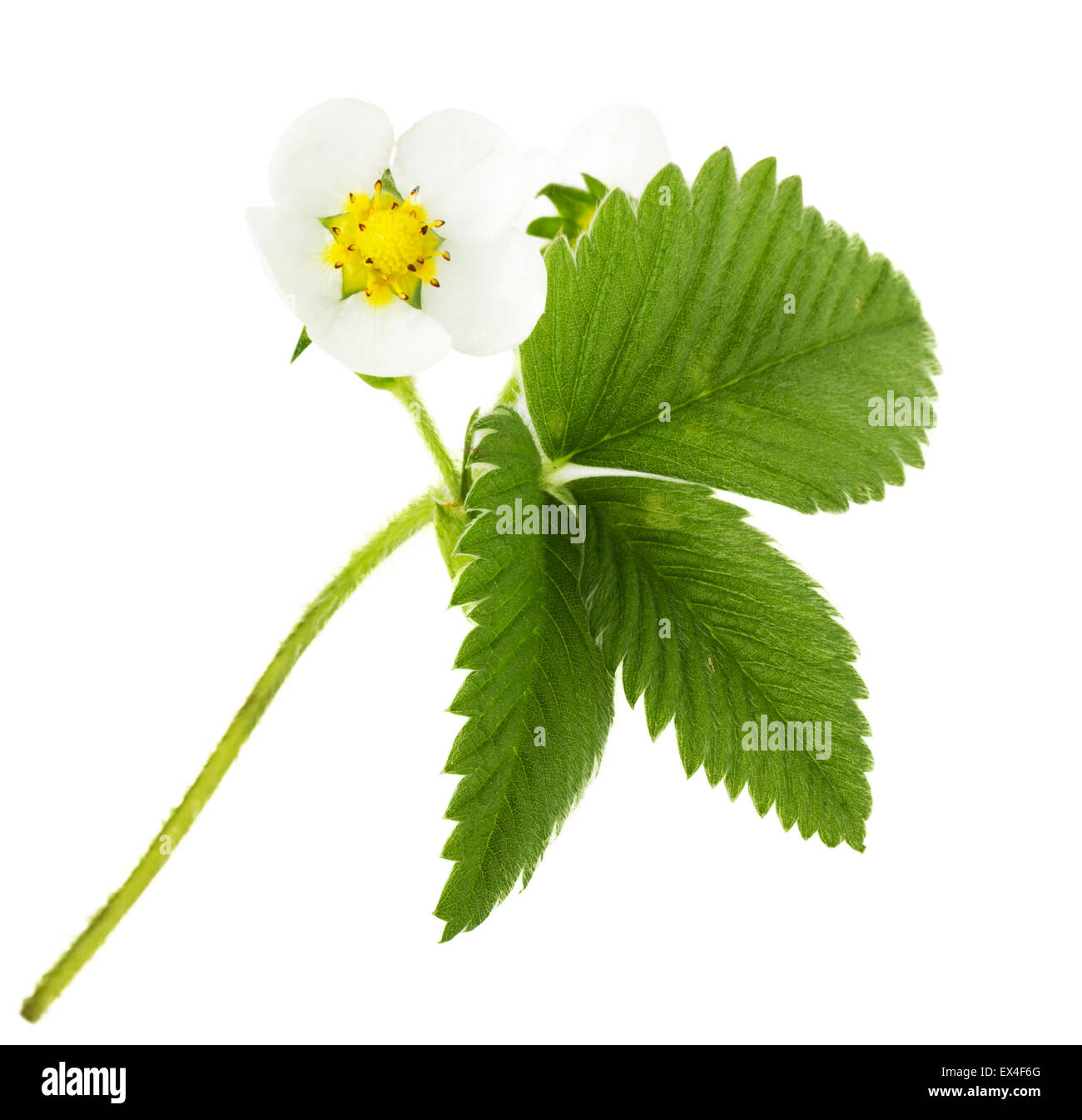 Young strawberry plant hi-res stock photography and images - Alamy