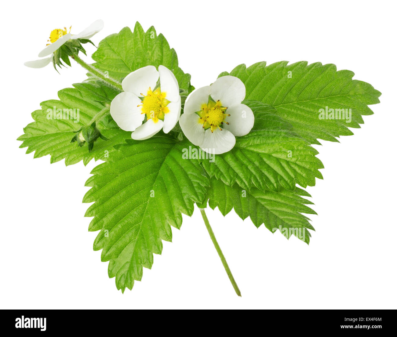 strawberry flowers and leaves isolated on the white background. Stock Photo