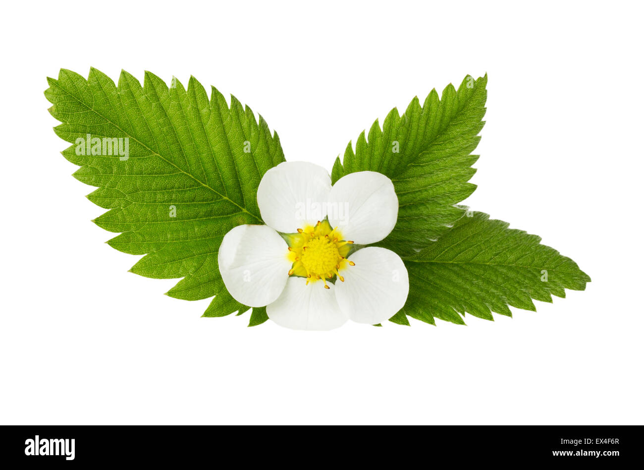Strawberry white flower hi-res stock photography and images - Alamy
