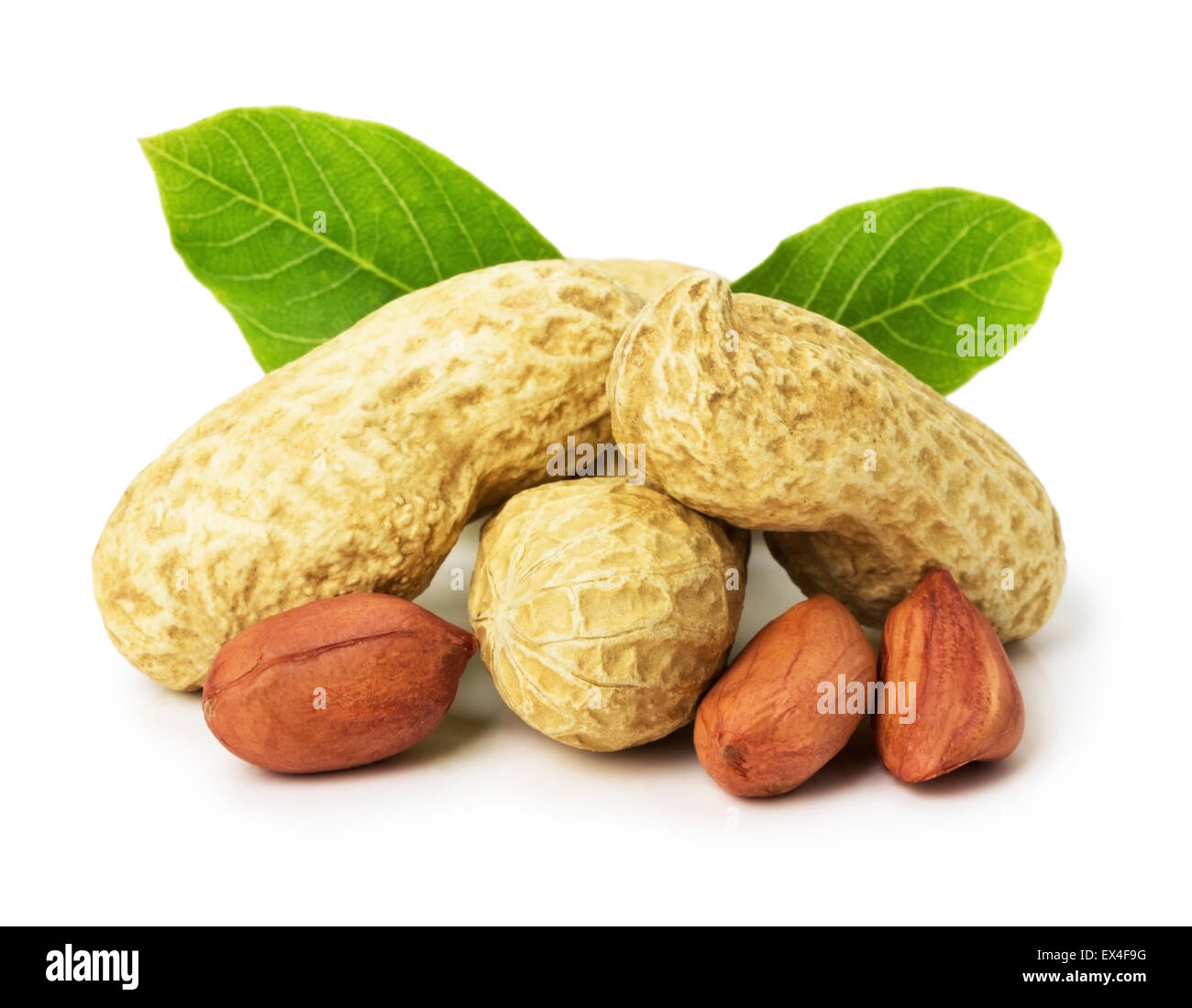 peanut with leaves isolated on white background. Stock Photo