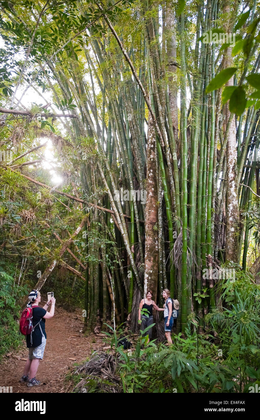 Vertical portrait of tourists taking photos by a bamboo plant in Topes de Collantes National Park in Cuba. Stock Photo