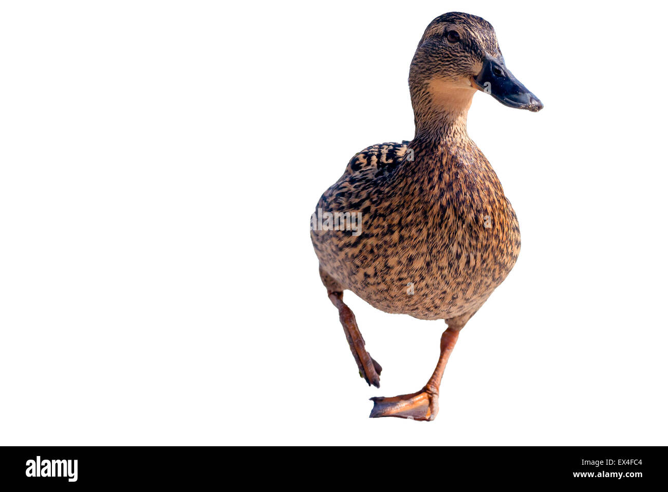Walking duck isolated on white. Stock Photo