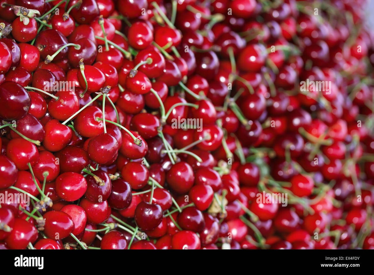 red ripe cherries with petals. Stock Photo