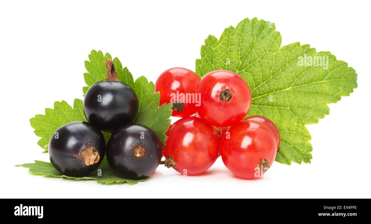 black and red currants isolated on the white background. Stock Photo