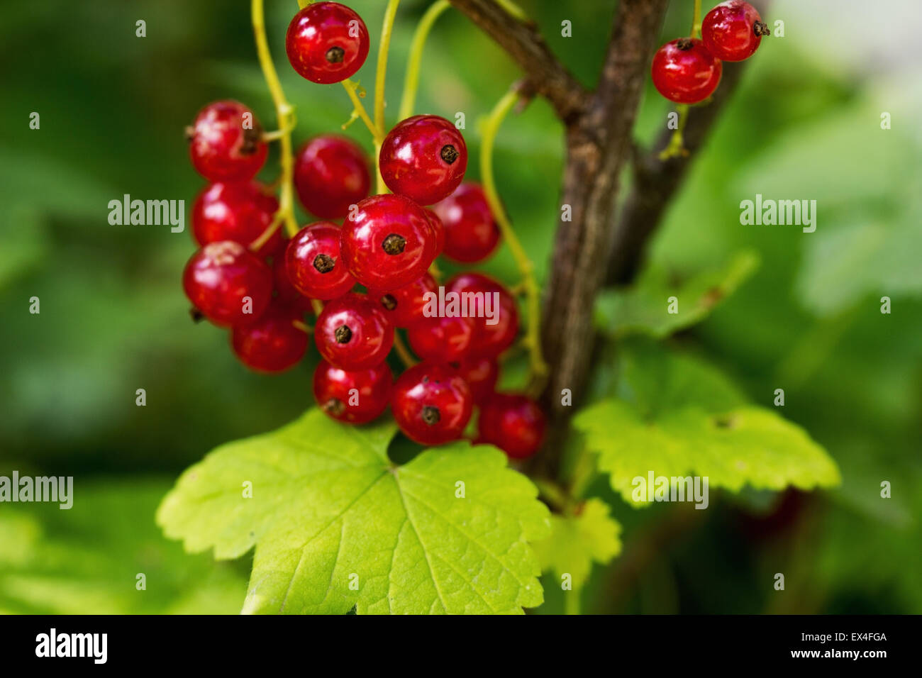 branch of ripe red currents with leaves. Stock Photo