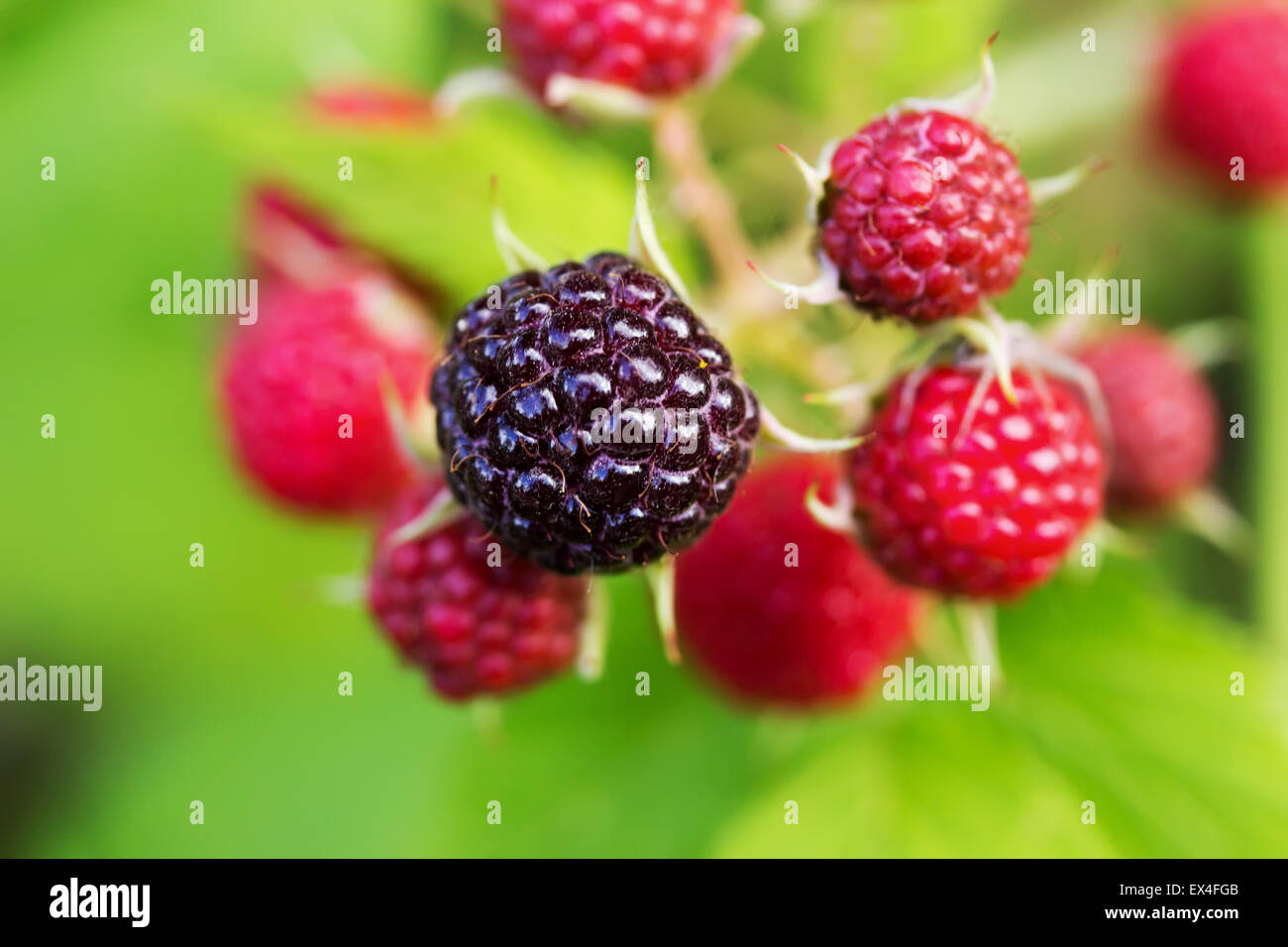 Raspberries growing hires stock photography and images Alamy