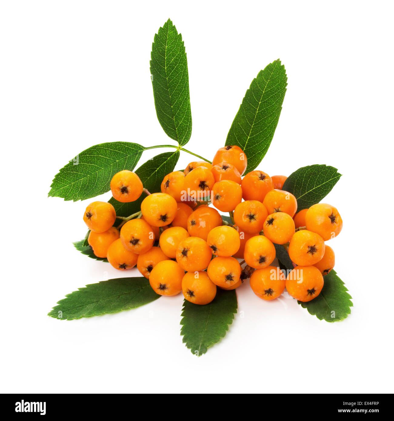 yellow ashberry isolated on the white background. Stock Photo