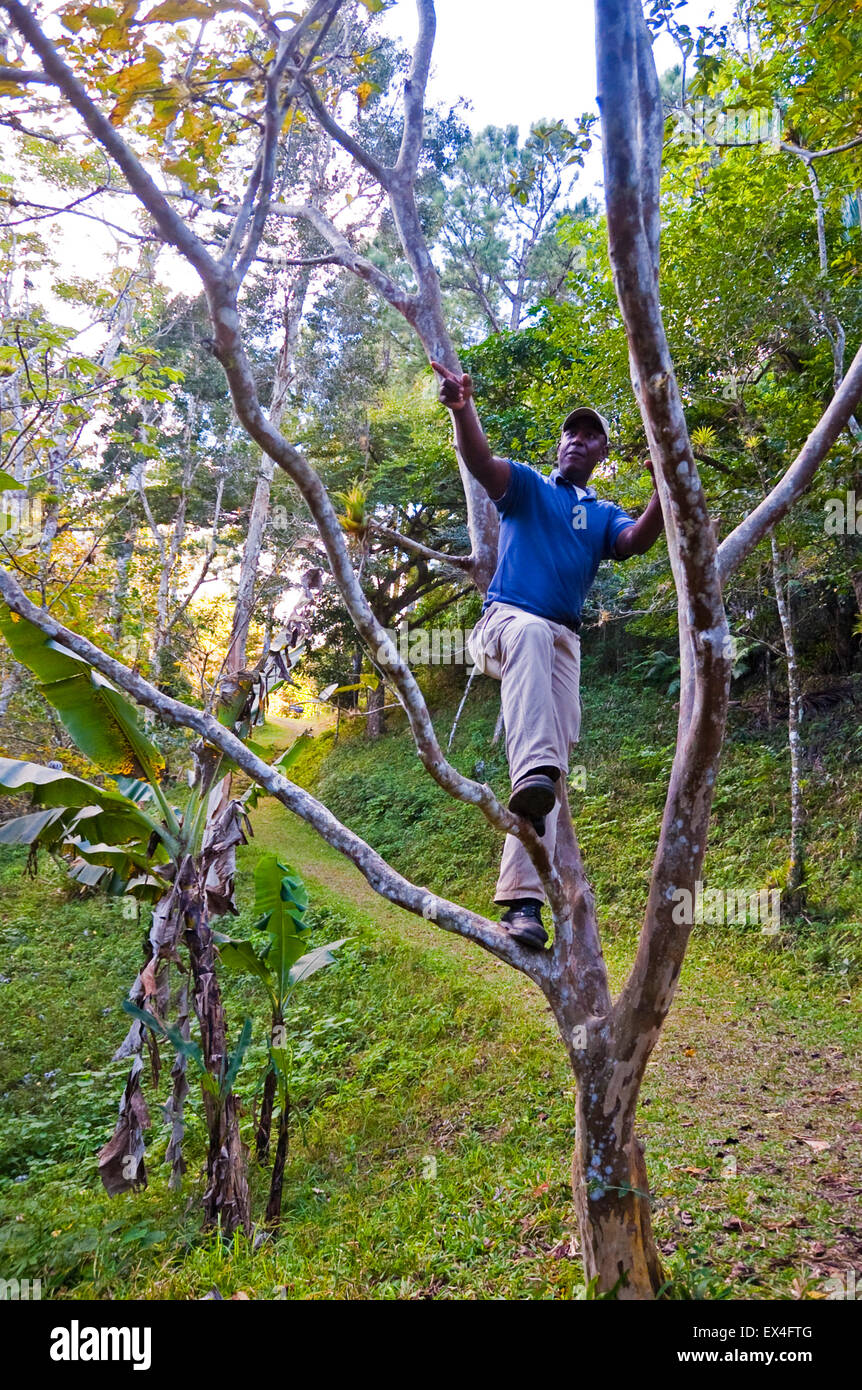 Vertical view of a tour guide up a tree in Topes de Collantes National Park in Cuba. Stock Photo