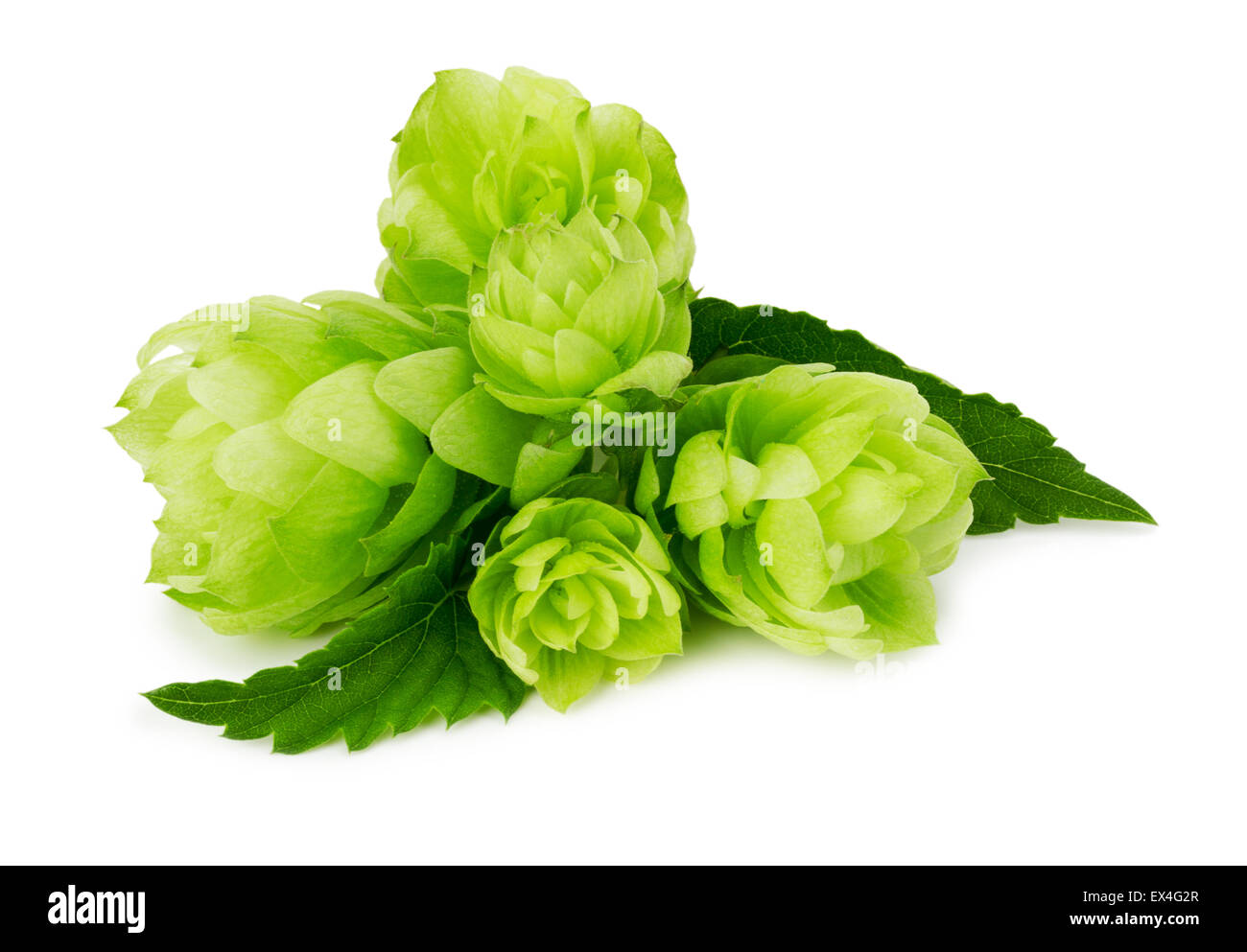 green hops isolated on the white background. Stock Photo