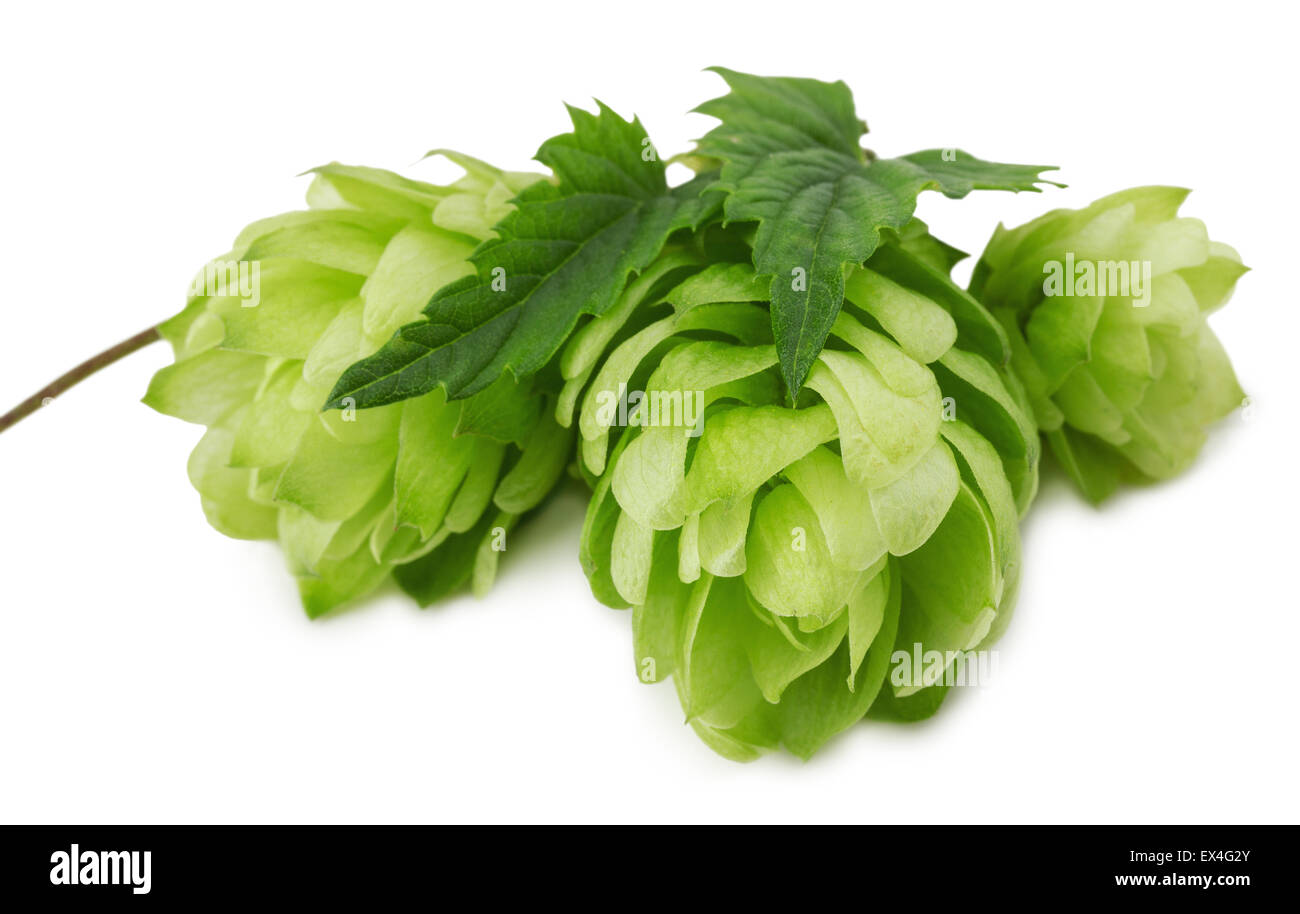 green hops isolated on the white background. Stock Photo