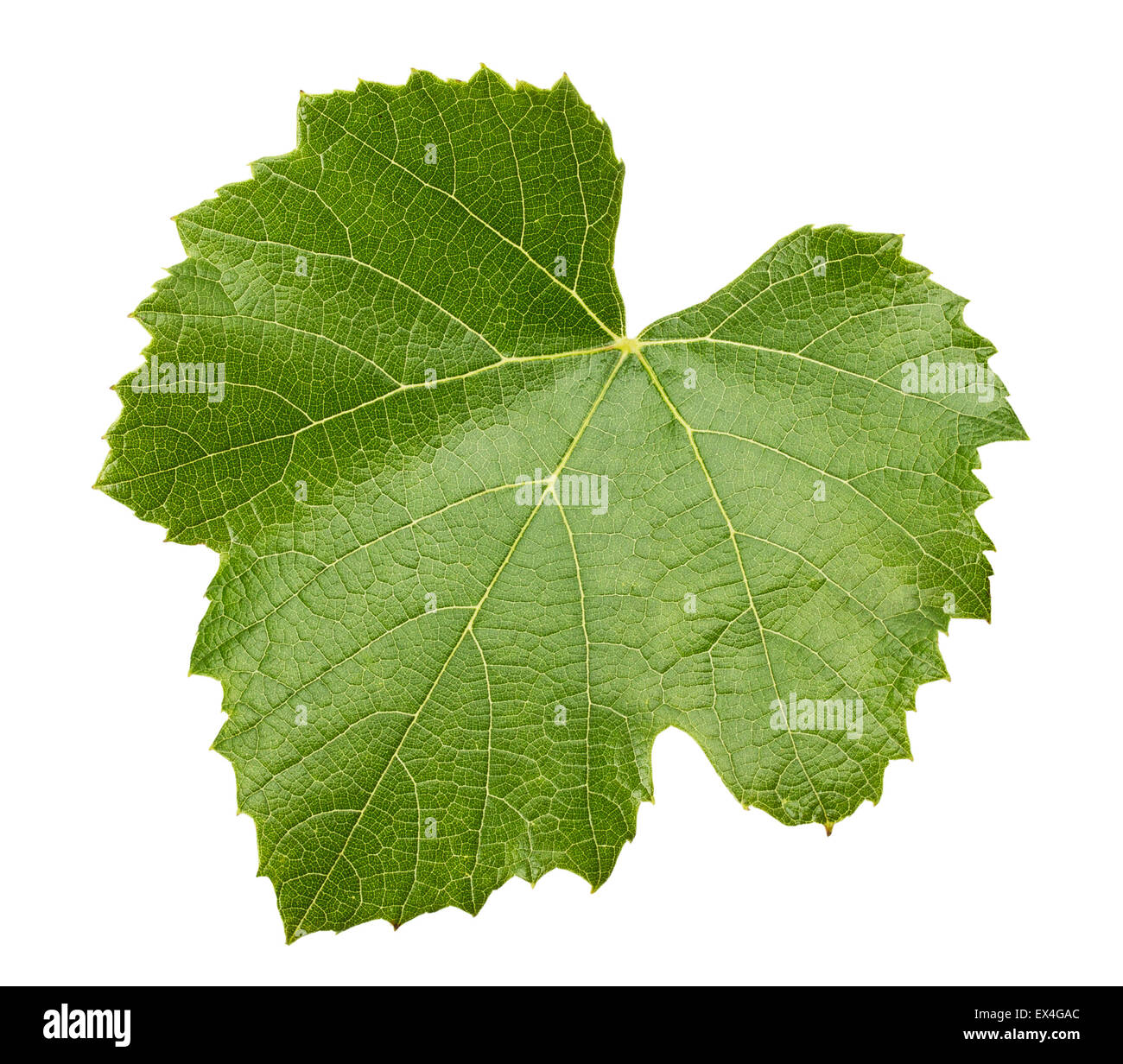 grape leave isolated on the white background. Stock Photo