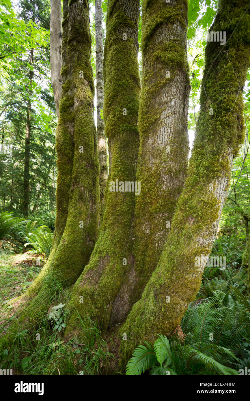 North America, Canada, British Columbia, Vancouver Island, Elk Falls Provincial Park, moss growing on trees Stock Photo