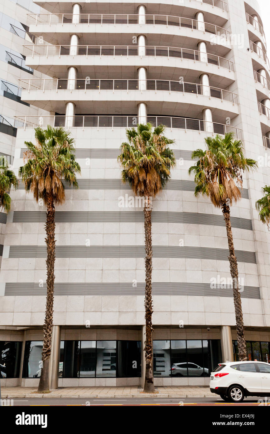 Palm trees in Cape Town South Africa Stock Photo Alamy