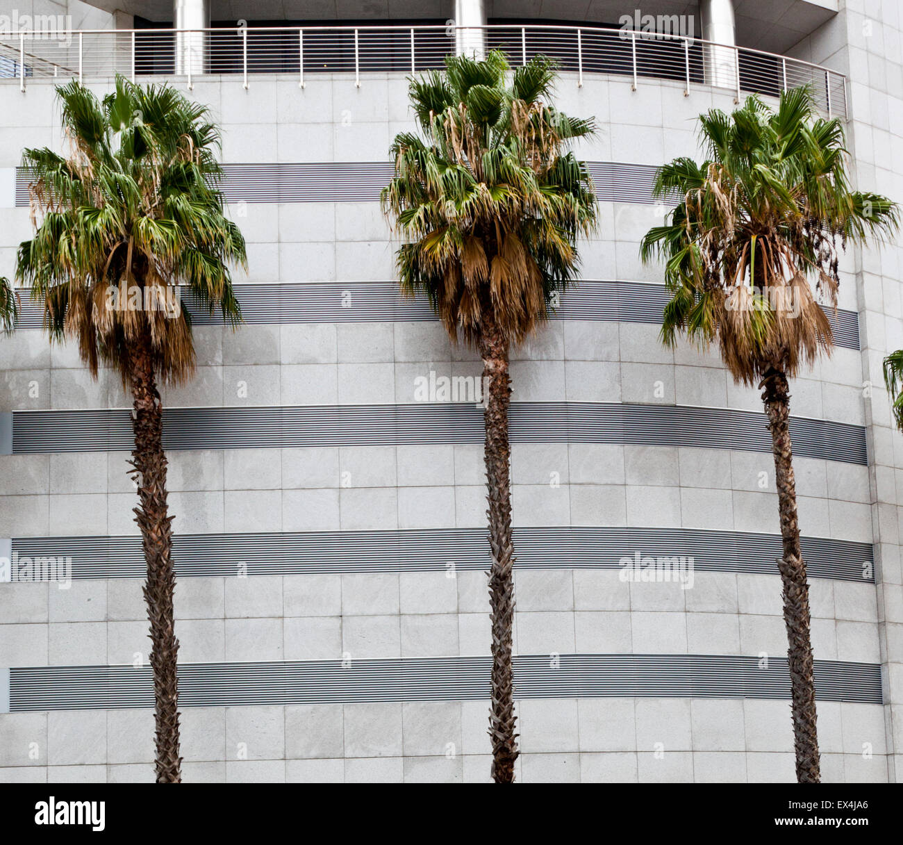 Palm trees in Cape Town South Africa Stock Photo Alamy