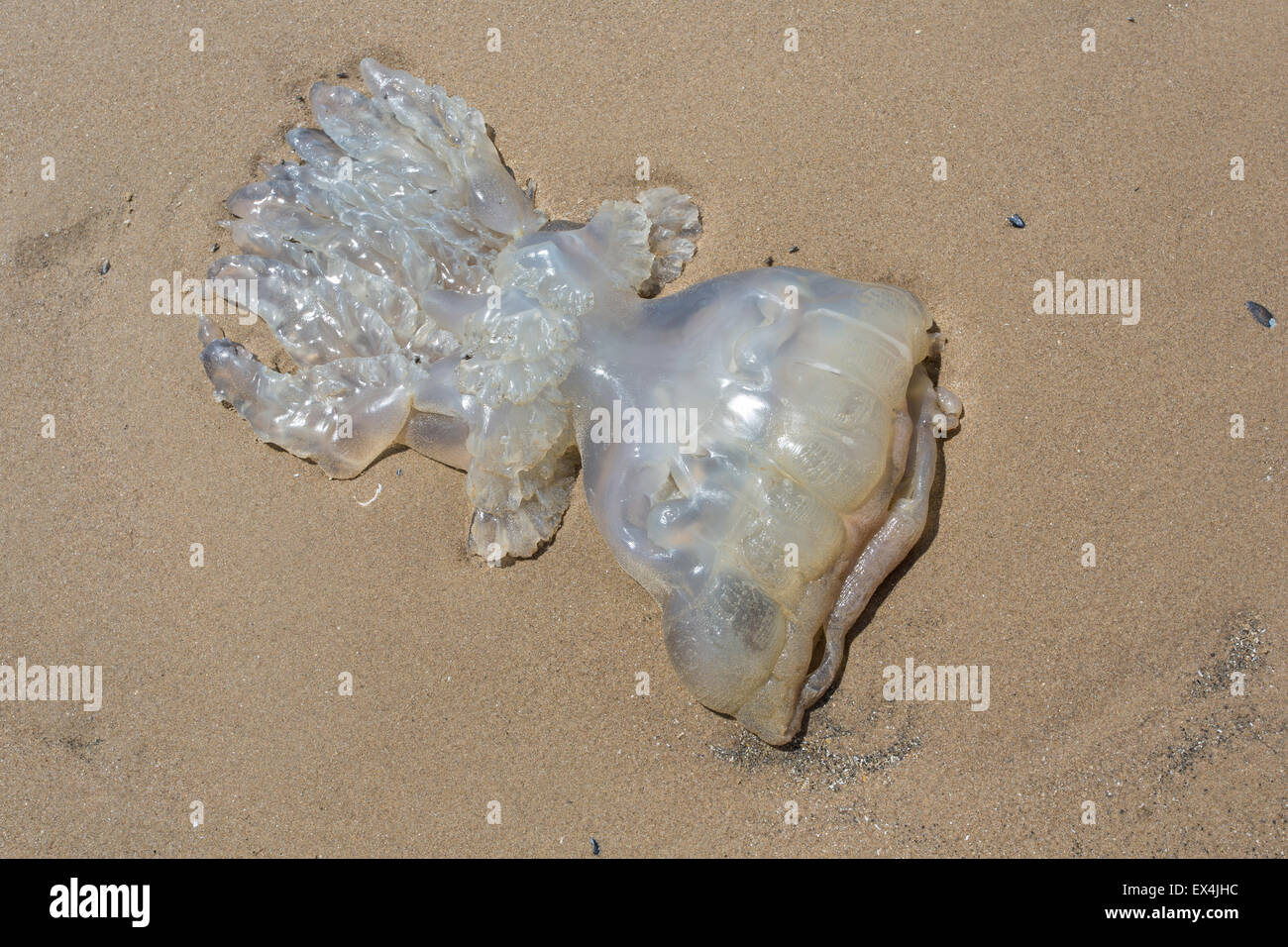 Barrel Jellyfish, Rhizostoma octopus, stranded on beach, Gower, South Wales Stock Photo