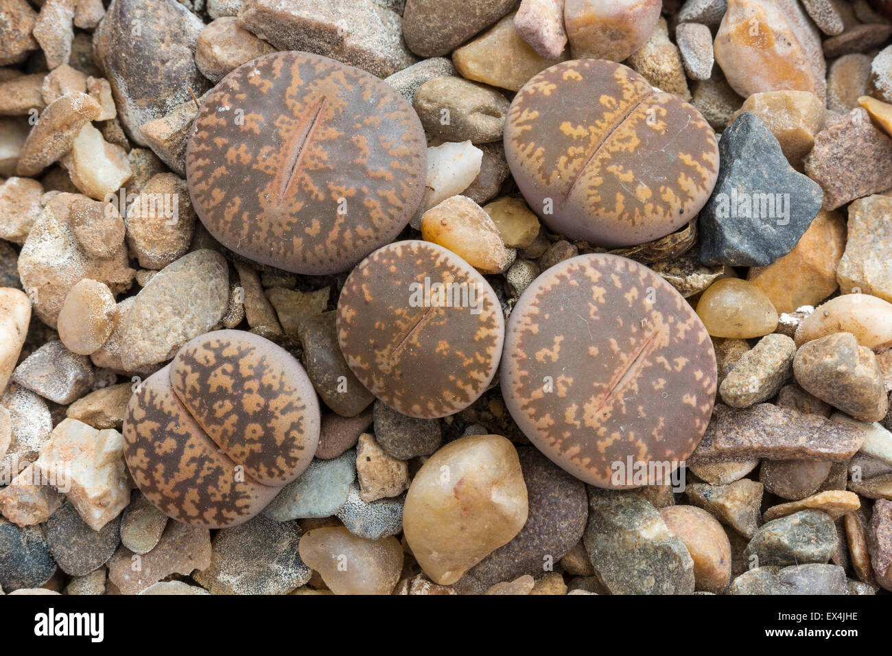Living stone plant, Lithops lesliei, cultivated (orig. South Africa) Stock Photo