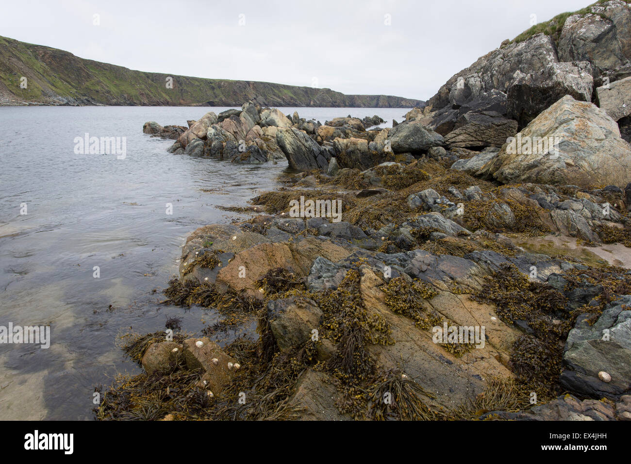 Rocky seashore and bladder wrack, Norwick, Unst, Shetlands Stock Photo