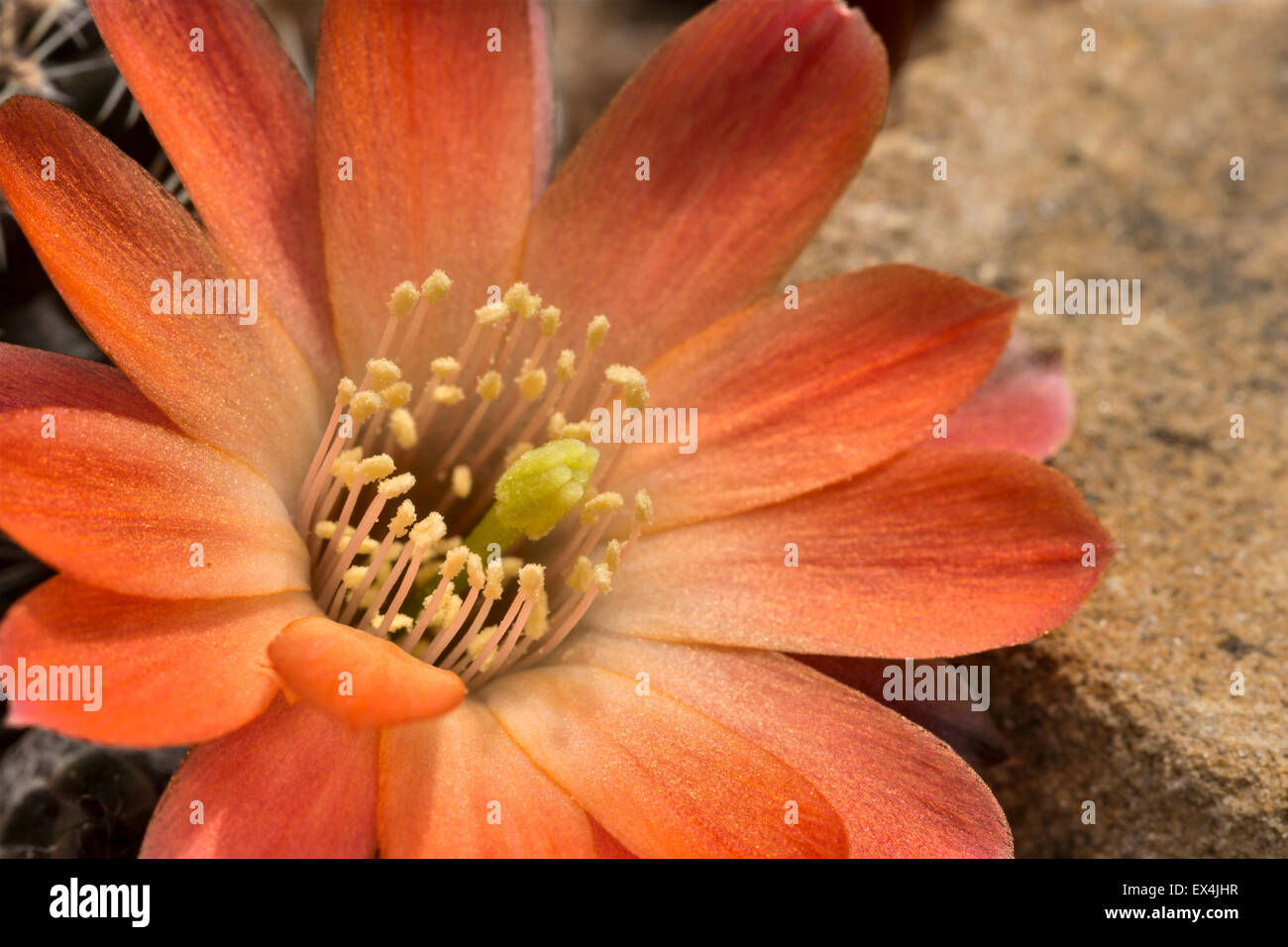Rebutia pygmaea, flower Stock Photo