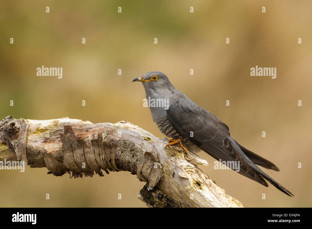 Cuckoo (Cuculus canorus) - UK Stock Photo